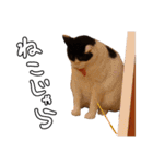ちょみのかわいい5匹のねこたち（個別スタンプ：35）