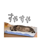 ちょみのかわいい5匹のねこたち（個別スタンプ：36）