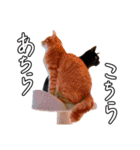 ちょみのかわいい5匹のねこたち（個別スタンプ：37）