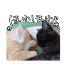 ちょみのかわいい5匹のねこたち（個別スタンプ：38）