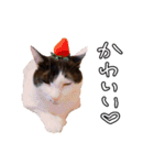 ちょみのかわいい5匹のねこたち（個別スタンプ：40）