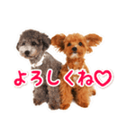 DEC【おでか犬】愛犬スタンプ第6弾（個別スタンプ：3）