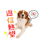 DEC【おでか犬】愛犬スタンプ第6弾（個別スタンプ：5）