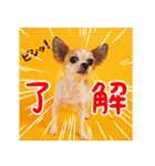 DEC【おでか犬】愛犬スタンプ第6弾（個別スタンプ：11）
