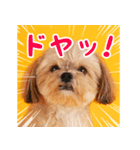 DEC【おでか犬】愛犬スタンプ第6弾（個別スタンプ：13）