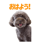 トイプードル Cook（個別スタンプ：1）