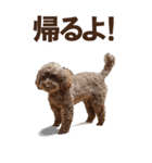 トイプードル Cook（個別スタンプ：5）