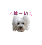 スパイクの日常で使えるスタンプ（個別スタンプ：7）