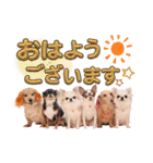 なかよし6わんず（個別スタンプ：1）
