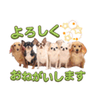 なかよし6わんず（個別スタンプ：2）