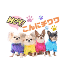 なかよし6わんず（個別スタンプ：3）
