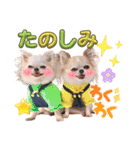 なかよし6わんず（個別スタンプ：15）