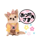 なかよし6わんず（個別スタンプ：20）