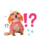 なかよし6わんず（個別スタンプ：25）