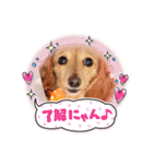 なかよし6わんず（個別スタンプ：30）