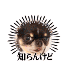 なかよし6わんず（個別スタンプ：31）