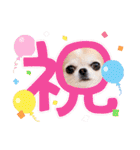なかよし6わんず（個別スタンプ：32）