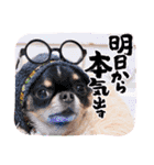 なかよし6わんず（個別スタンプ：34）