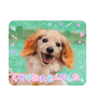 なかよし6わんず（個別スタンプ：37）