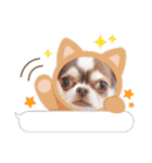 なかよし6わんず（個別スタンプ：40）