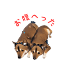 メイド犬？（個別スタンプ：6）