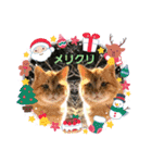 cat猫16スタンプ（個別スタンプ：5）