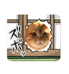 cat猫16スタンプ（個別スタンプ：6）