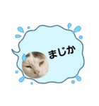 cat猫16スタンプ（個別スタンプ：10）