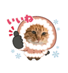 cat猫16スタンプ（個別スタンプ：12）