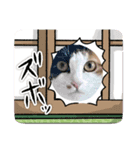 cat猫16スタンプ（個別スタンプ：14）