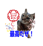 ポポ様スタンプ03（個別スタンプ：8）