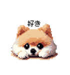 ドット絵 ポメラニアン 日常会話 40種 犬（個別スタンプ：1）