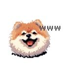 ドット絵 ポメラニアン 日常会話 40種 犬（個別スタンプ：2）