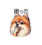 ドット絵 ポメラニアン 日常会話 40種 犬（個別スタンプ：3）