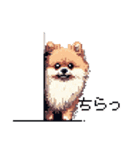 ドット絵 ポメラニアン 日常会話 40種 犬（個別スタンプ：4）