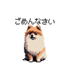 ドット絵 ポメラニアン 日常会話 40種 犬（個別スタンプ：5）