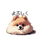 ドット絵 ポメラニアン 日常会話 40種 犬（個別スタンプ：6）