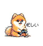 ドット絵 ポメラニアン 日常会話 40種 犬（個別スタンプ：7）