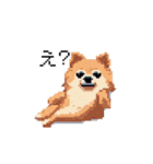 ドット絵 ポメラニアン 日常会話 40種 犬（個別スタンプ：9）