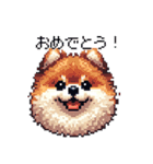 ドット絵 ポメラニアン 日常会話 40種 犬（個別スタンプ：11）