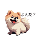 ドット絵 ポメラニアン 日常会話 40種 犬（個別スタンプ：12）