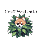 ドット絵 ポメラニアン 日常会話 40種 犬（個別スタンプ：13）