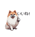 ドット絵 ポメラニアン 日常会話 40種 犬（個別スタンプ：15）