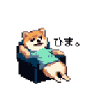 ドット絵 ポメラニアン 日常会話 40種 犬（個別スタンプ：16）