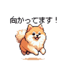 ドット絵 ポメラニアン 日常会話 40種 犬（個別スタンプ：21）