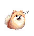 ドット絵 ポメラニアン 日常会話 40種 犬（個別スタンプ：22）