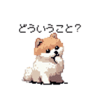 ドット絵 ポメラニアン 日常会話 40種 犬（個別スタンプ：23）