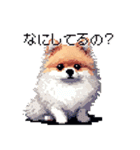 ドット絵 ポメラニアン 日常会話 40種 犬（個別スタンプ：24）