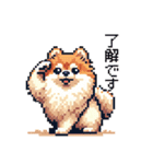 ドット絵 ポメラニアン 日常会話 40種 犬（個別スタンプ：25）