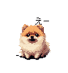 ドット絵 ポメラニアン 日常会話 40種 犬（個別スタンプ：26）